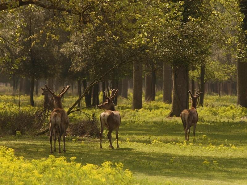 Il Dosso Agriturismo كوديجورو المظهر الخارجي الصورة