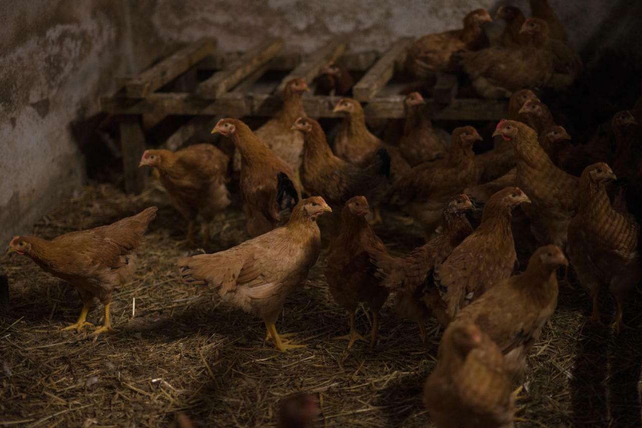 Il Dosso Agriturismo كوديجورو المظهر الخارجي الصورة